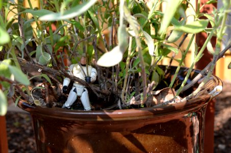 Luke Skywalker in the Sage Patch