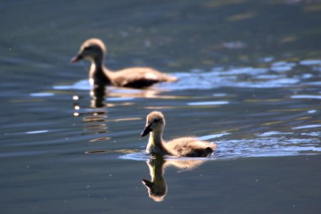Mallard Ducklings photo