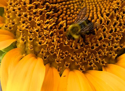 2019/365/217 Always Bee Working