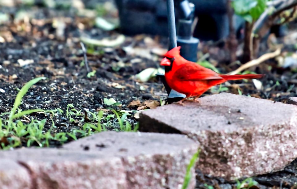 Another big male cardinal.