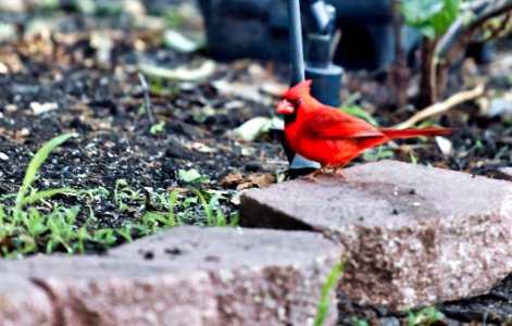 Another big male cardinal.