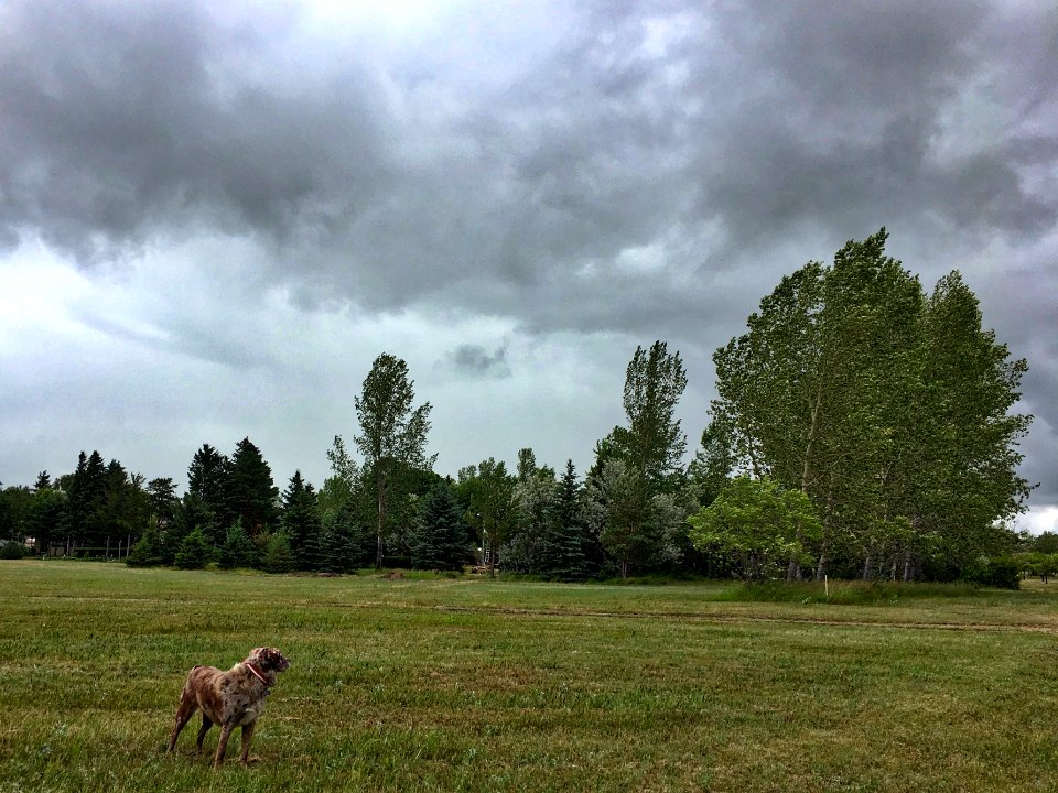 Dog Chasing Clouds