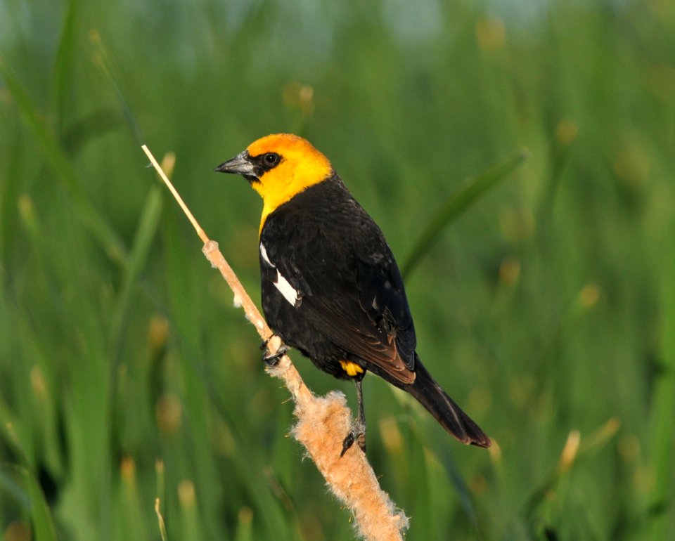 Yellow-headed Blackbird, Scott Somershoe/USFWS