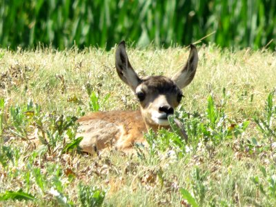 Mule deer fawn