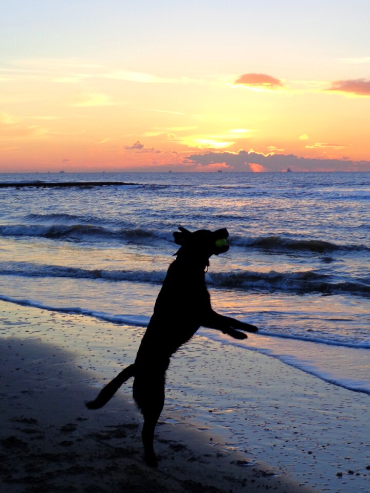 Ball game jump labrador