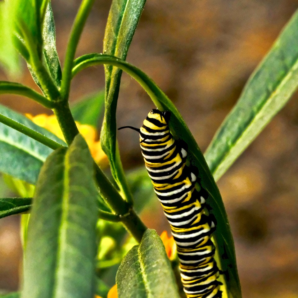 Monarch catepillar on milkweed plant.