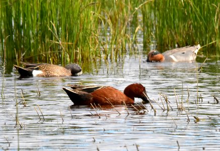 Blue-winged teal, cinnamon teal, green-winged teal at Seedskadee National Wildlife Refuge photo