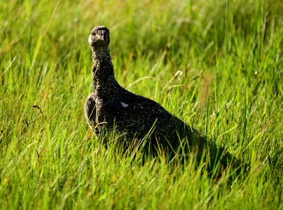 Greater sage-grouse at Arapaho National Wildlife Refuge