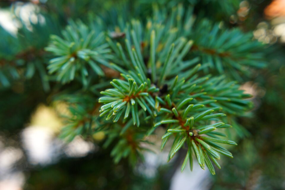 Conifer green bough