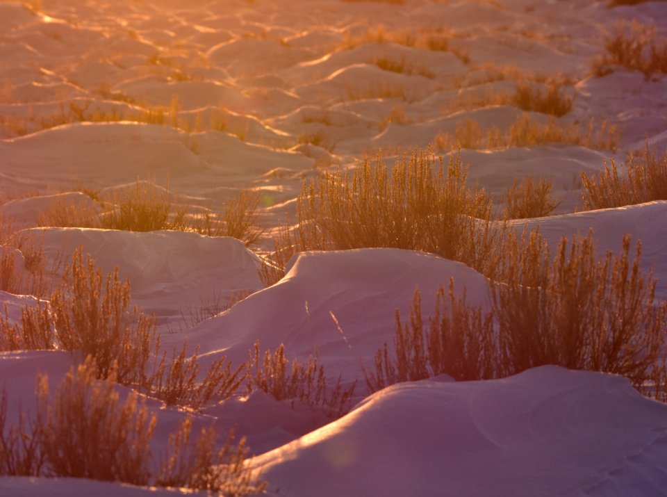 Sage Steppe in winter at Seedskadee National Wildlife Refuge