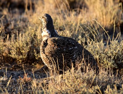 Greater sage-grouse at Seedskadee National Wildlife Refuge