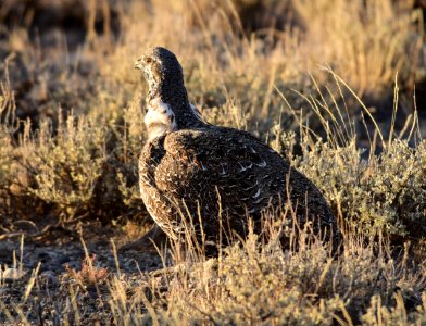 Greater sage-grouse at Seedskadee National Wildlife Refuge photo