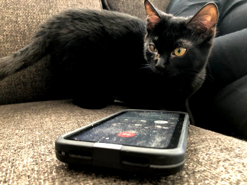 2020/366/98 Cat Calls