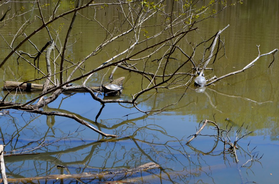 Wheaton Regional Park