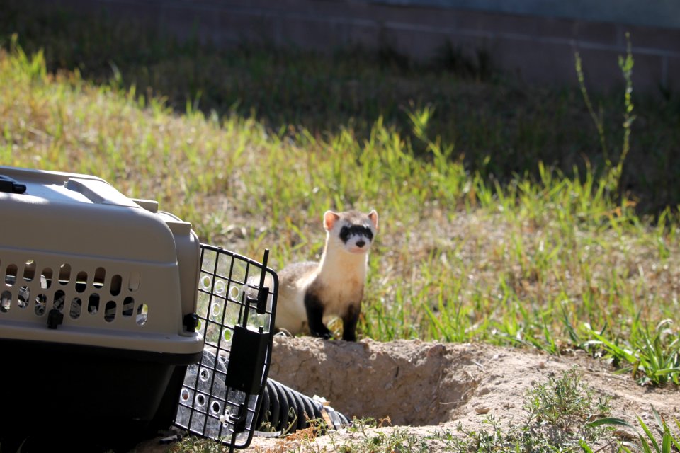 Black Footed Ferret