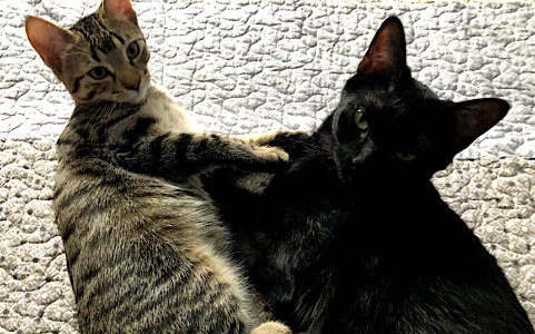 Can We Have some PRIVACY!