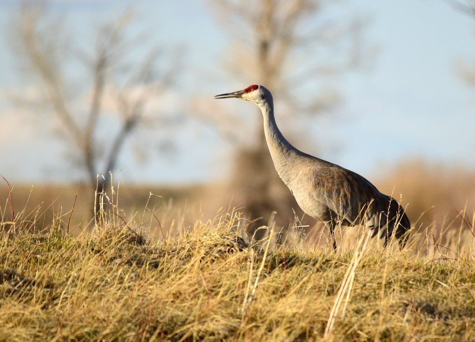 Sandhill crane on Seedskadee National Wildlife Refuge