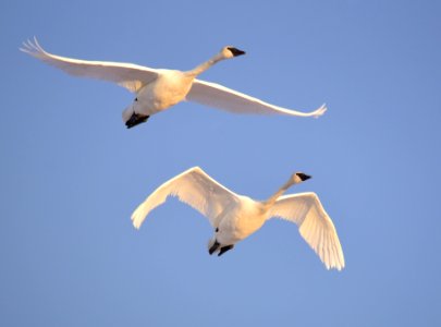 Trumpeter swans at Seedskadee National Wildlife Refuge
