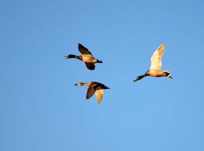 Mallard on Seedskadee National Wildlife Refuge