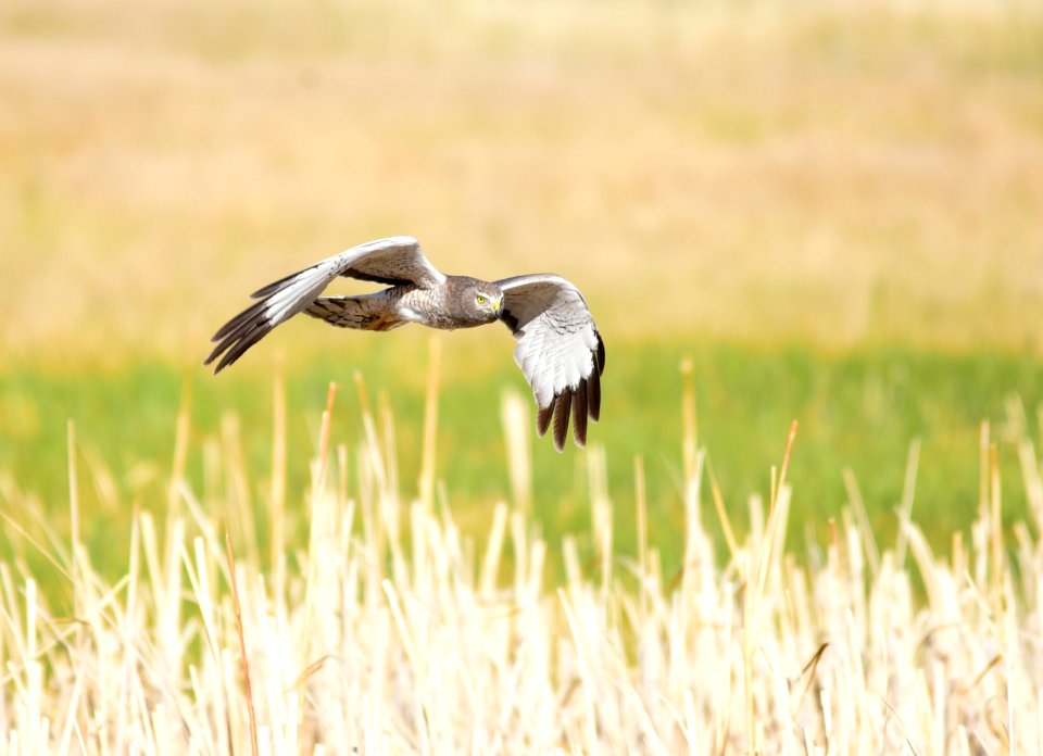Northern harrier at Seedskadee National Wildlife Refuge