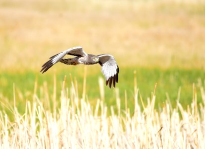 Northern harrier at Seedskadee National Wildlife Refuge