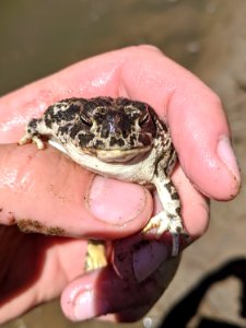 Plains Spadefoot Toad