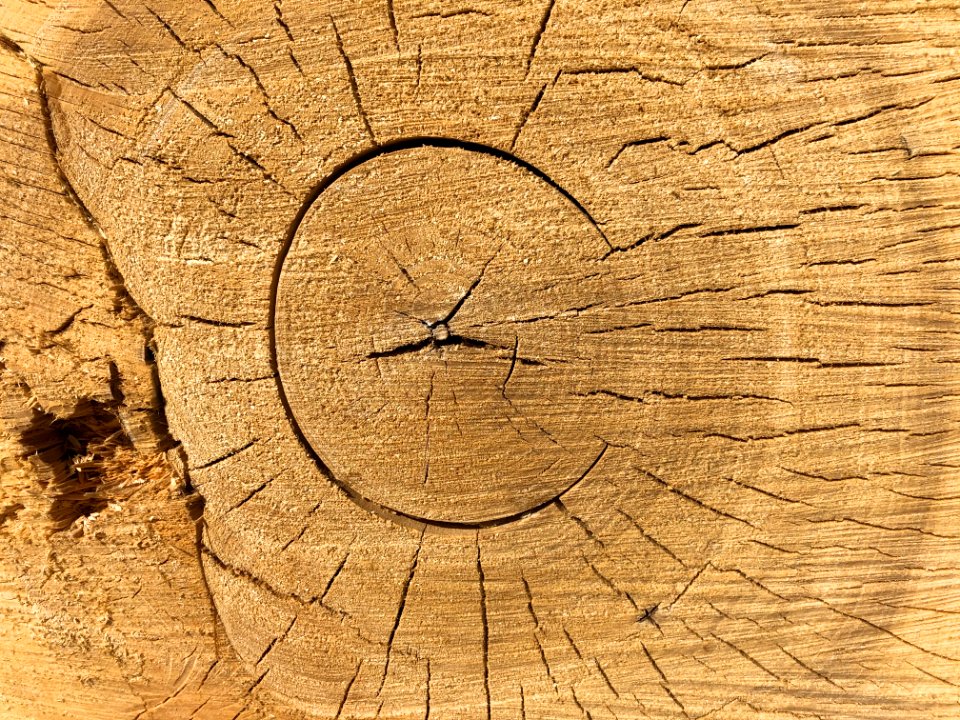 Who Copyrighted This Tree?