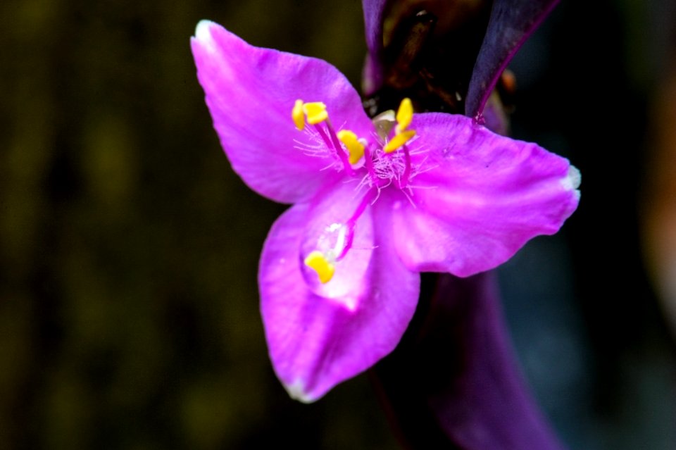 TRADESCANTIA PALLIDA(wandering jew plant)