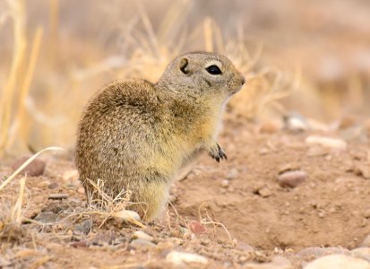 Wyoming ground squirrel at Seedskadee National Wildlife Refuge photo