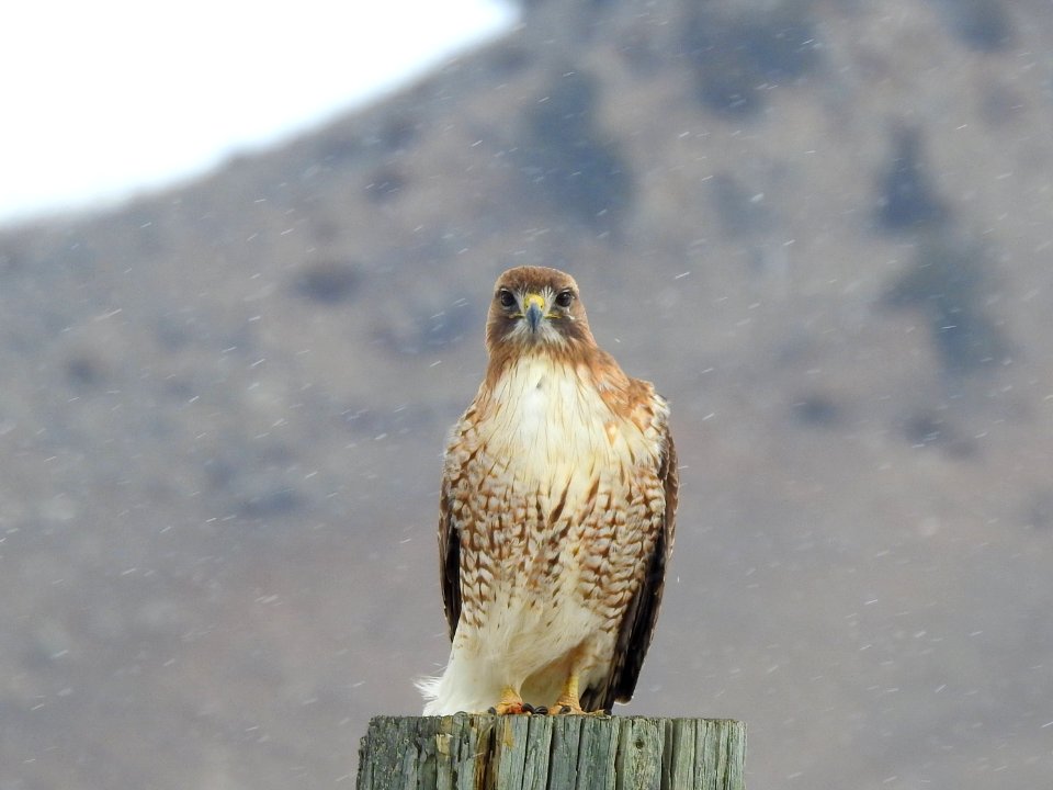Red-tailed Hawk