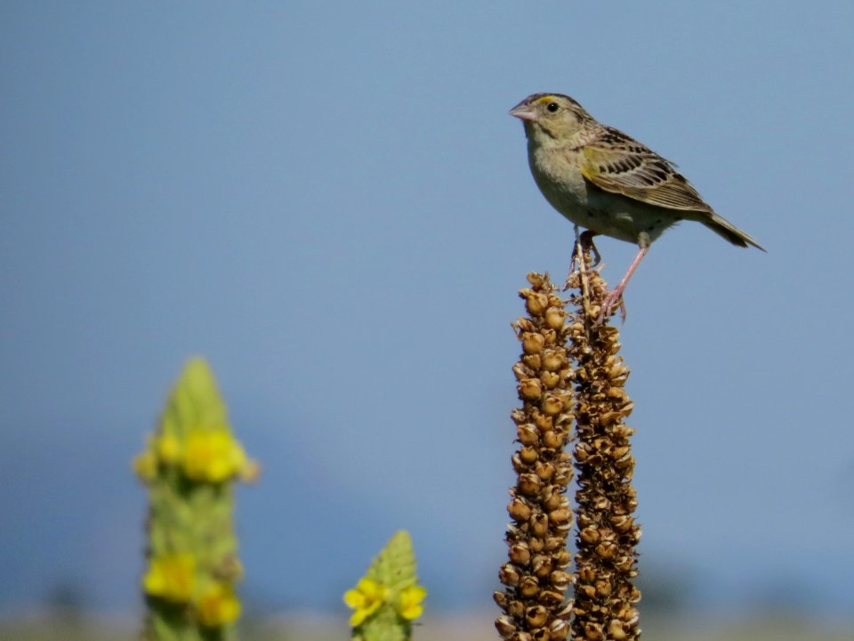 Grasshopper Sparrow at Schriever Air Force Base, Colorado Springs, Colorado. Clark Jones / USFWS