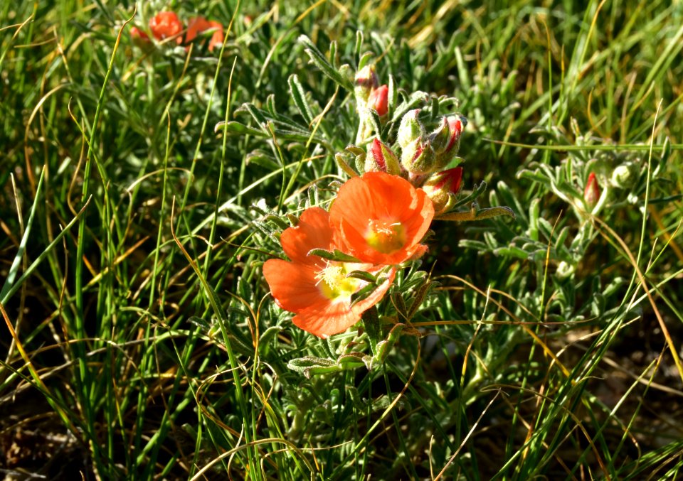 Scarlet globemallow on Arapaho National Wildlife Refuge
