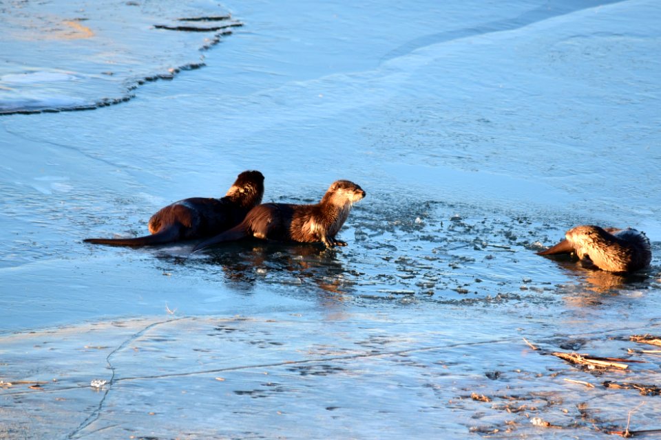 North American river otters at Seedskadee National Wildlife Refuge