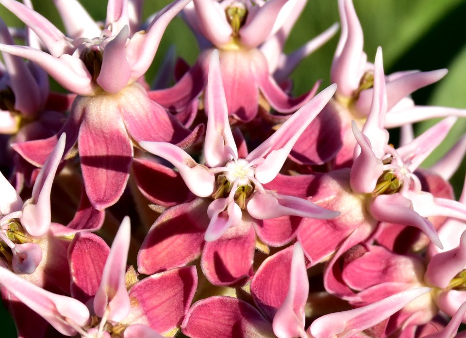 Showy milkweed (Aesclepias speciosa) at Seedskadee National Wildlife Refuge photo