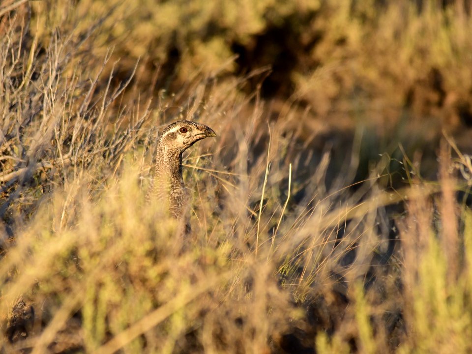 Greater sage-grouse at Seedskadee National Wildlife Refuge