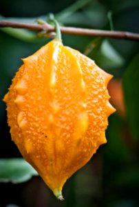 Pumpkin like flower/seed on a vine.