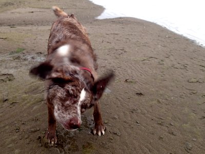 Full Dog Shake