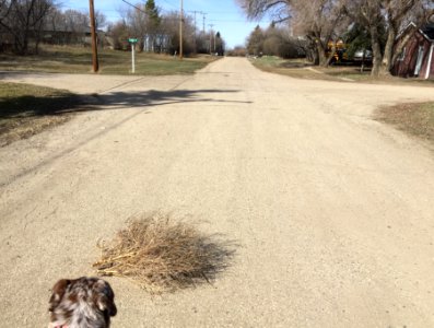 Chasing Tumbleweed photo