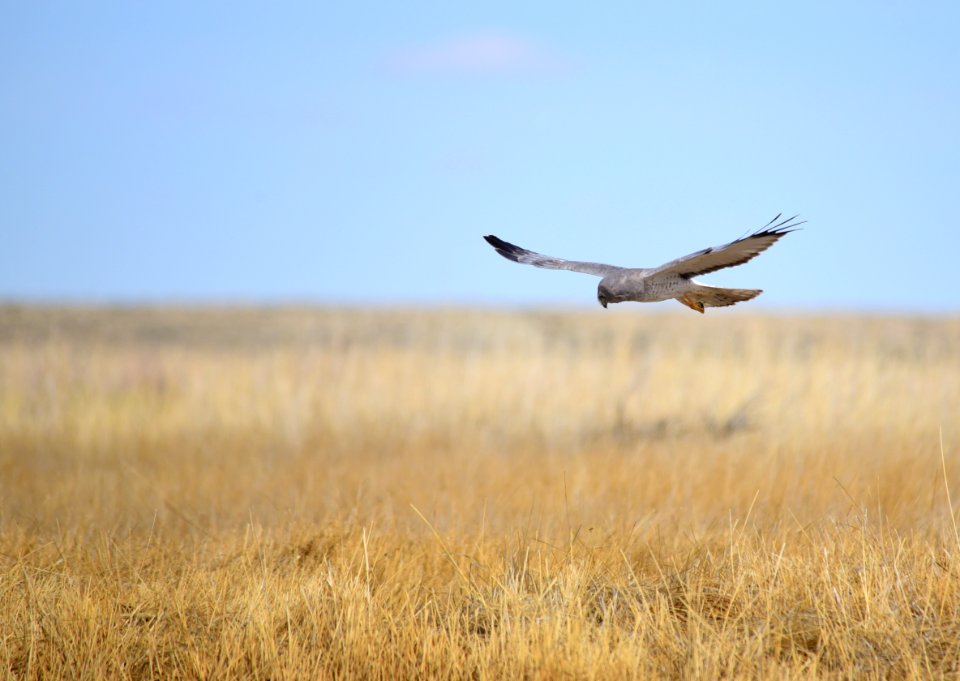Northern harrier at Seedskadee National Wildlife Refuge