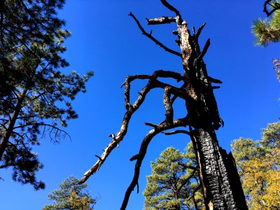 Behold The Ponderosa Pine Monster photo