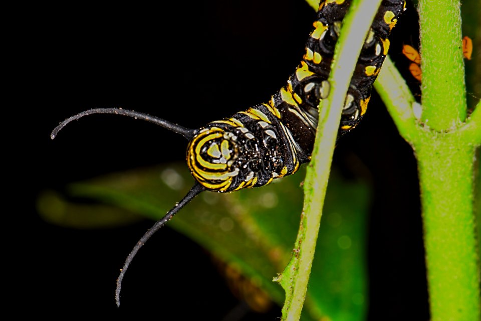 Monarch head shot.