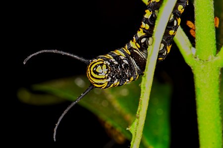 Monarch head shot. photo