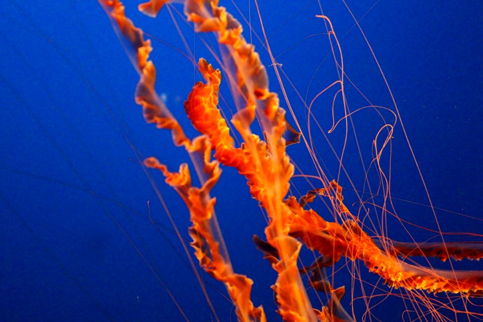Tentacles