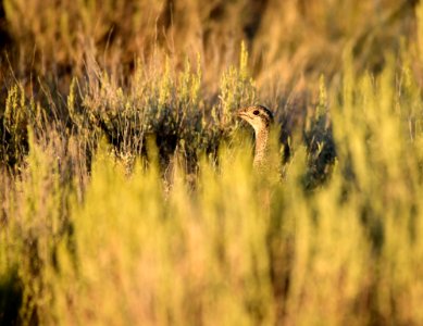 Greater sage-grouse at Seedskadee National Wildlife Refuge