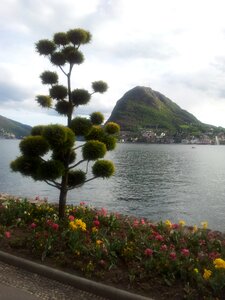 Nature landscape plant