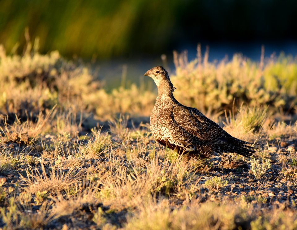 Greater sage-grouse at Seedskadee National Wildlife Refge