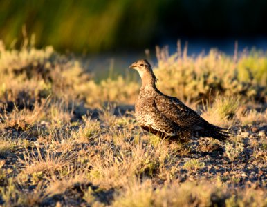 Greater sage-grouse at Seedskadee National Wildlife Refge