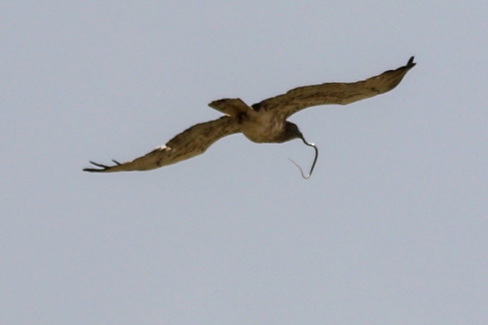 Snake catched by Circaetus gallicus