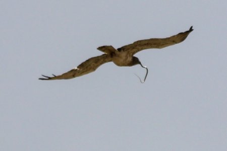 Snake catched by Circaetus gallicus