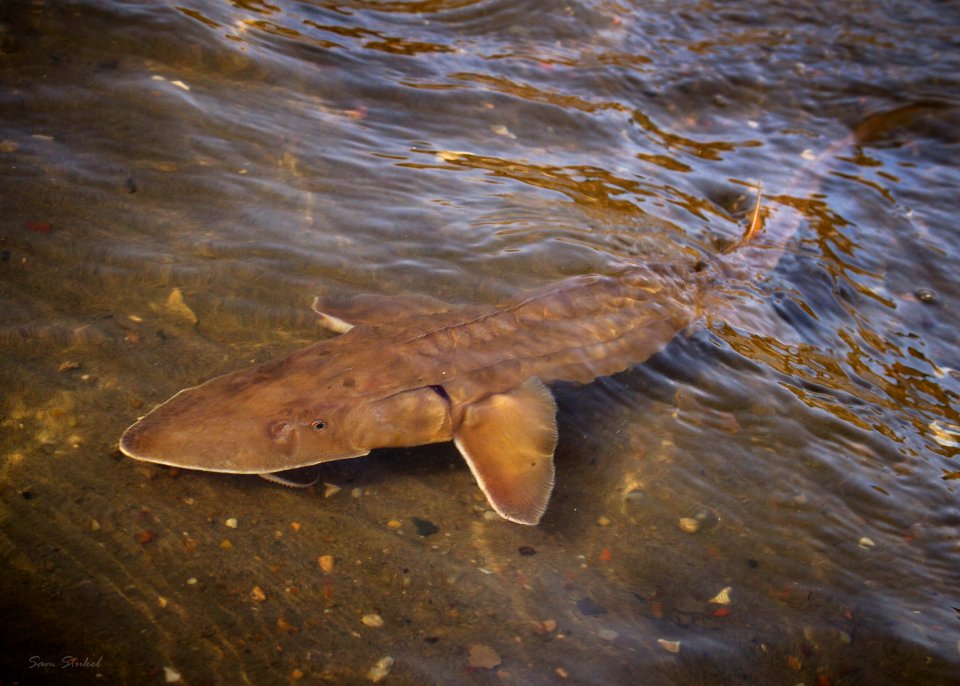 Shovelnose Sturgeon photo